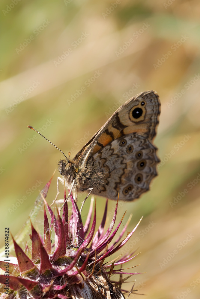 Obraz premium A Wall Brown Butterfly sitting on a thistle.