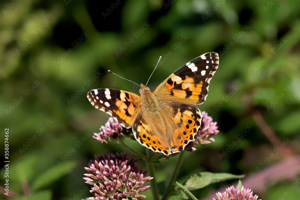 A Painted Lady Butterfly nectaring on small pink flowers.
A Painted Lady Butterfly nectaring on small pink flowers.