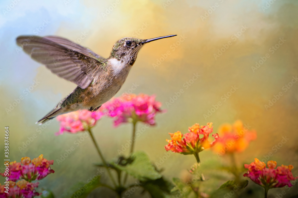 Fototapeta premium Hummingbird Hovering over Lantana in Louisiana Garden in Summer Time