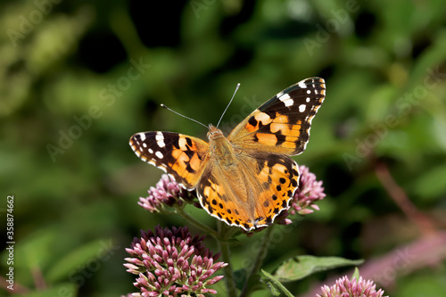A Painted Lady Butterfly nectaring on small pink flowers.  © Gary