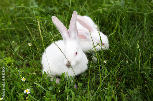 Two white rabbits on green grass