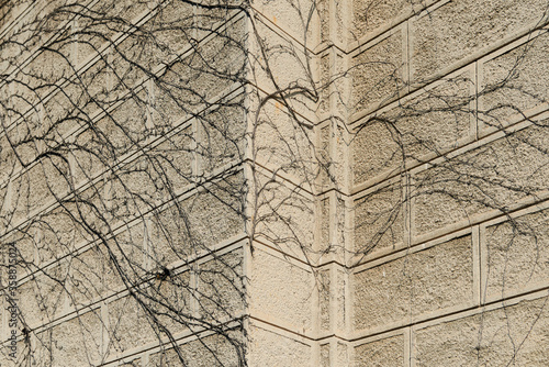 nature, gardening concept - view of stone wall with curved branches of dry tree