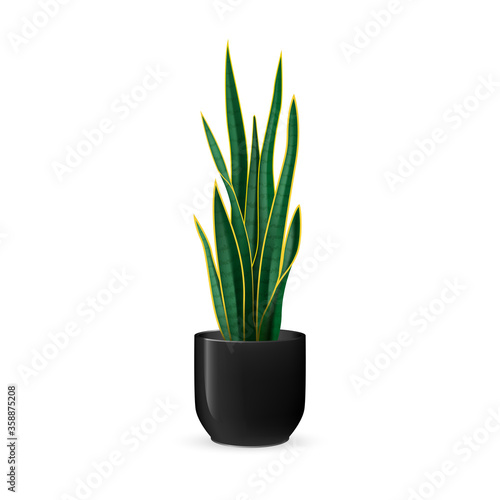 Snake plant vector illustration. Sansevieria plant on a black ceramic plant pot. Popular houseplant also called as mother-in-law’s tongue. Dracaena trifasciata. 3D looking scalable vector design.