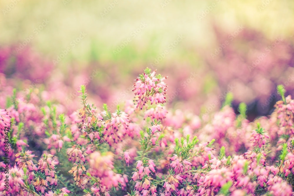 thyme heather flowers field thyme heather flowers field