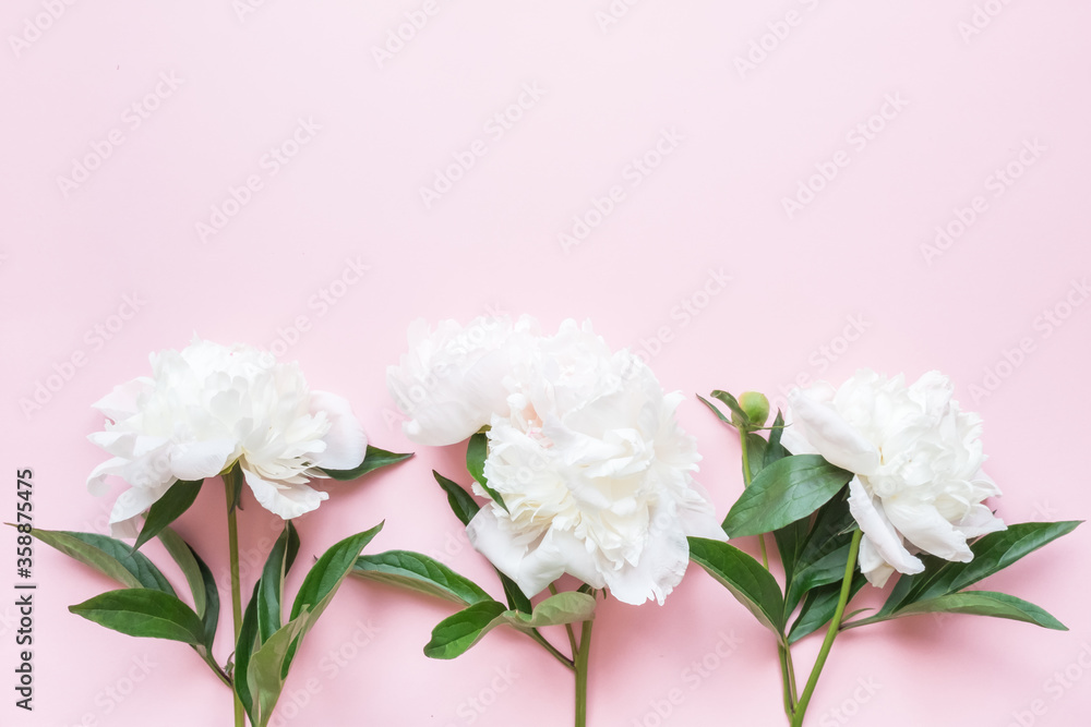 Fototapeta premium White peonies on a pink background. Copy space and flat lay.