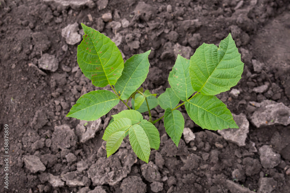 One common walnut young tree growing in the Chernozem soil. Closeup. One common walnut young tree growing in the Chernozem soil. Closeup.