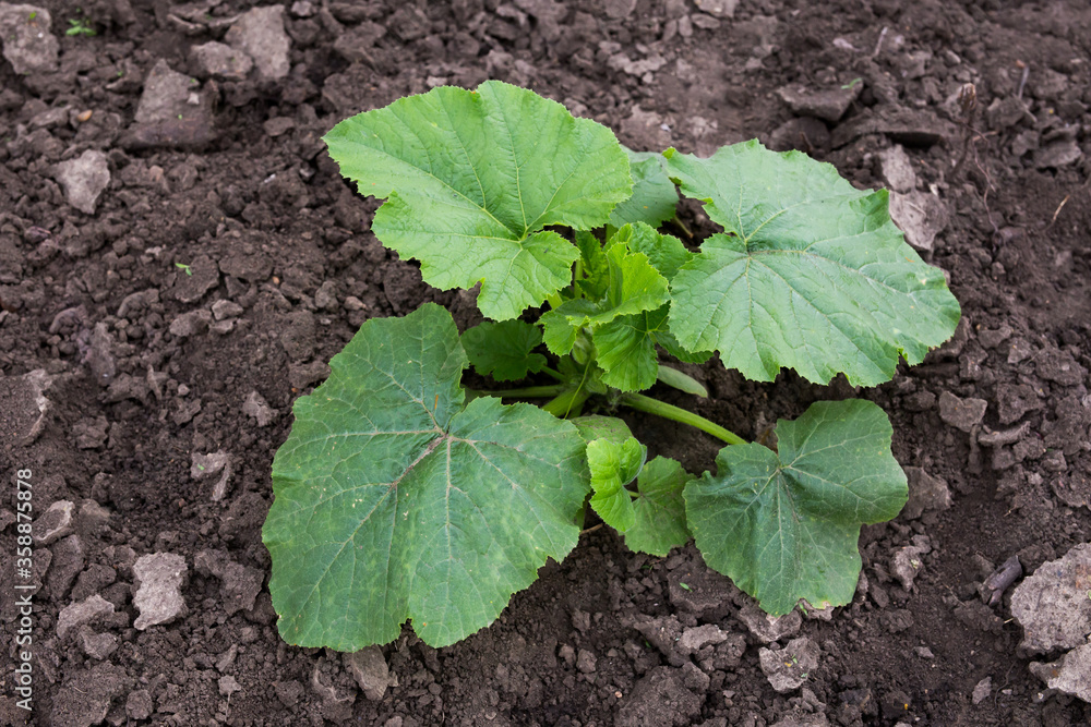 Zucchini young plant growing in the garden Zucchini young plant growing in the garden