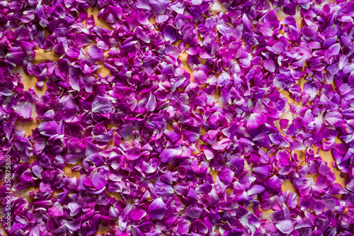 Full frame of purple rose petals