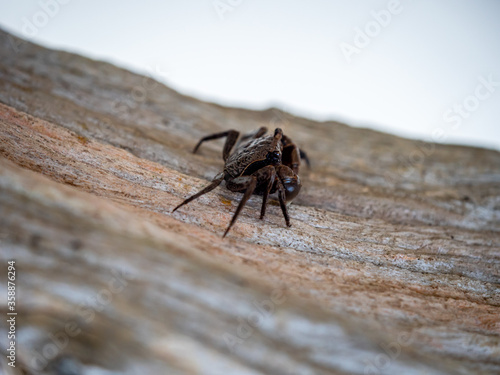 small brown crab resting on a piece of driftwood