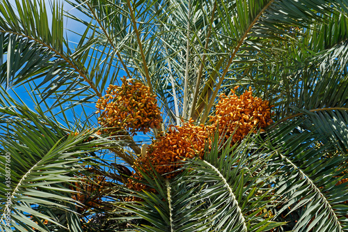 Date fruits in palm tree