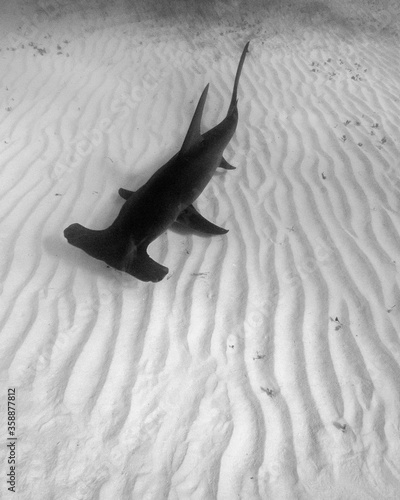 Photography A Great Hammerhead Shark Swims Over the Sand in the Bahamas
