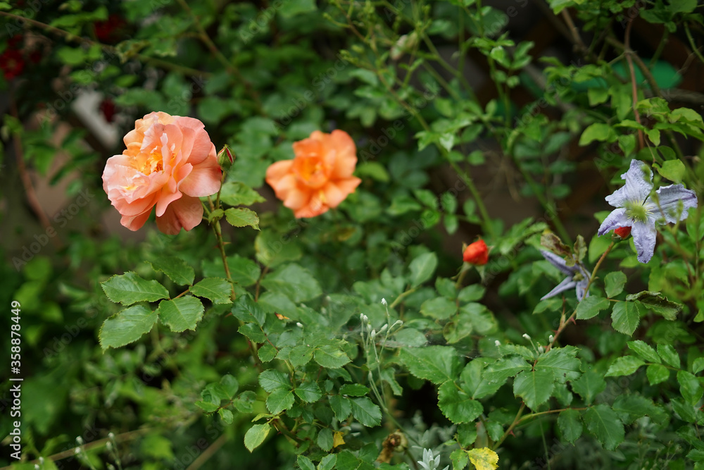 orange rose flowers in the garden orange rose flowers in the garden