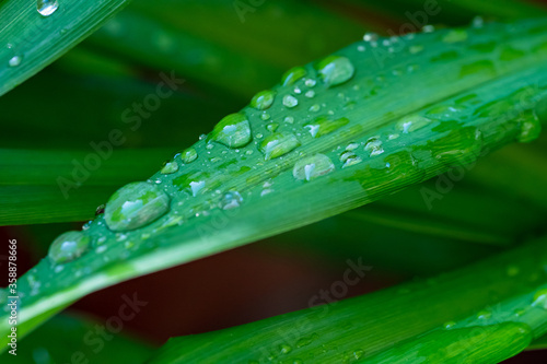 close up, drops of transparent rain water on a green leaf, macro, natural background