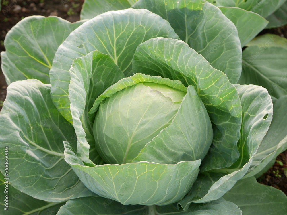 Beautiful cabbage in a farm Beautiful cabbage in a farm