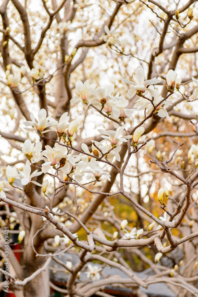 Naklejka premium It's Sakura at the Summer Palace complex, an Imperial Garden in Beijing. UNESCO World Heritage.