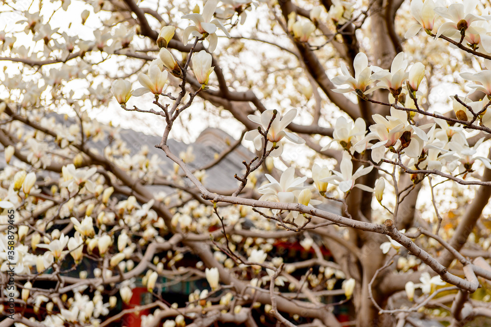 It's Sakura at the Summer Palace complex, an Imperial Garden in Beijing. UNESCO World Heritage. It's Sakura at the Summer Palace complex, an Imperial Garden in Beijing. UNESCO World Heritage.