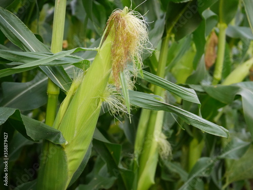 Organic corns growing in a home garden
