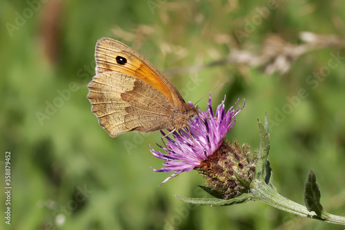 A Meadow Brown Butterfly nectaring on knapweed.