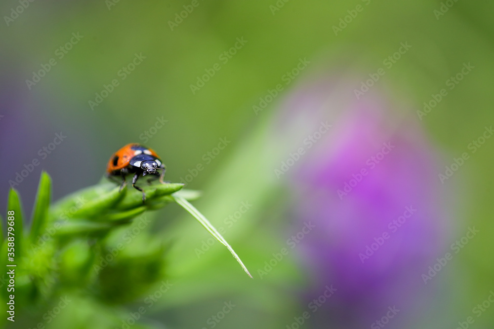 Naklejka premium ナヨクサフジとてんとう虫