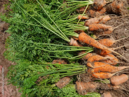 Home garden grown organic carrots
