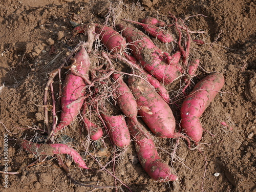 Home garden grown organic sweet potatoes.
