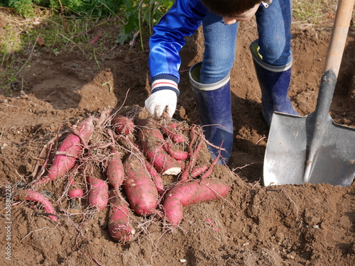 A child digging home garden grown organic sweet potatoes.