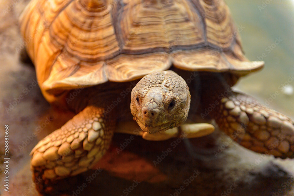 It's Big Turtles at the Beijing Zoo, a zoological park in Beijing, China.