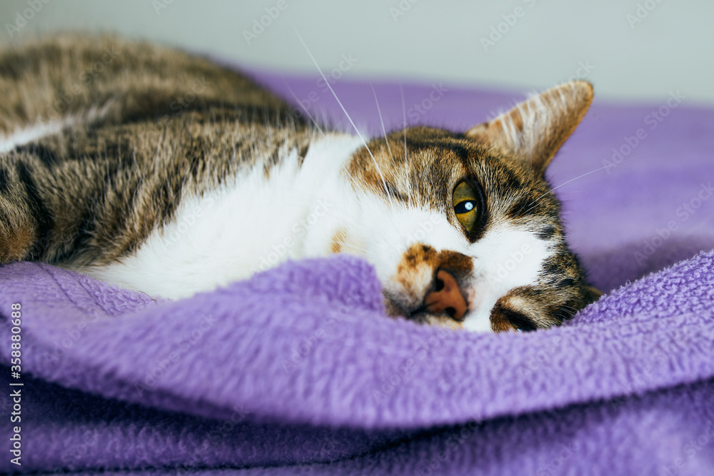 Gato jugueton sobre manta violeta reposando de costado Stock Photo Adobe Stock
