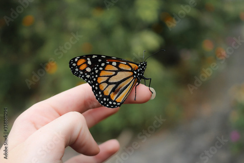 Butterfly on hand