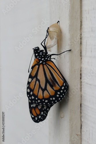 Monarch butterfly