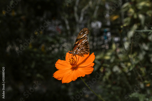 Butterfly in the flower