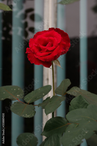 Red rose