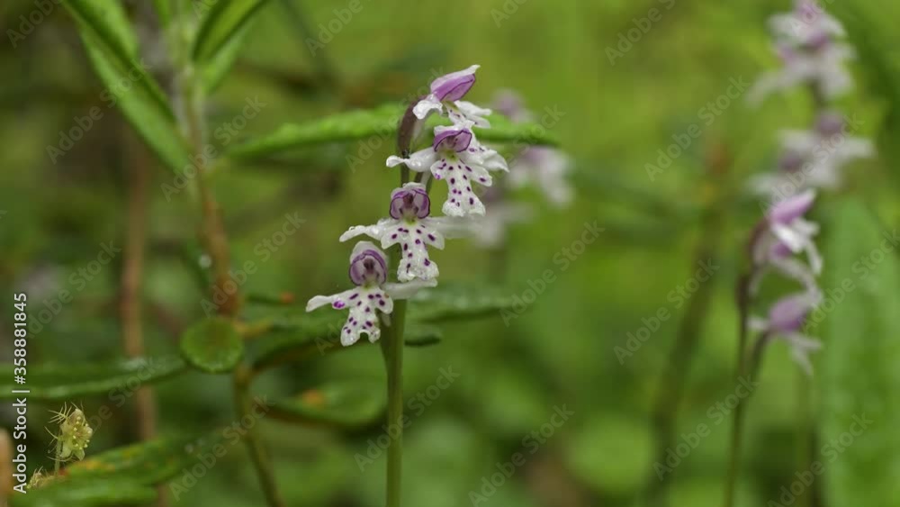 Macro vertical view of a single delicate wild orchid with four flowers moving slowly in the wind. Additional orchids occur in the blurry background.
Macro vertical view of a single delicate wild orchid with four flowers moving slowly in the wind. Additional orchids occur in the blurry background.