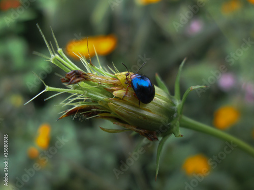 Ladybug blue
