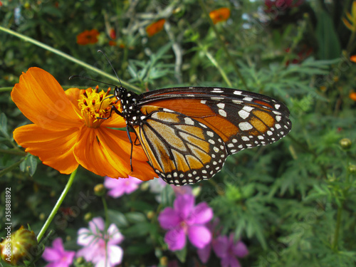 Monarch butterfly © julia