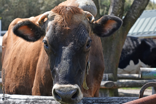 ユニークな牛の顔　高千穂牧場 © Joe