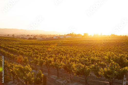 romantic vineyard at sunset with golden light flooding the picture photo