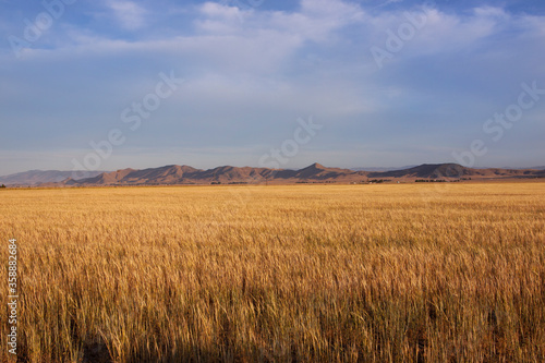 golden wheat field and blue sky with soft clouds