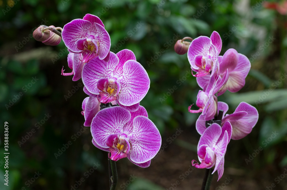 Naklejka premium Purple Moth Orchid Flower (Phalaenopsis)