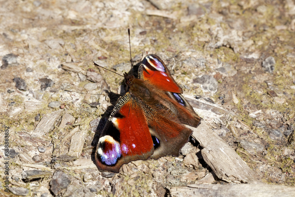 A Peacock Butterfly basking on the footpath. A Peacock Butterfly basking on the footpath.