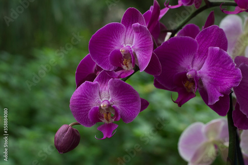 Purple Moth Orchid Flower  Phalaenopsis 