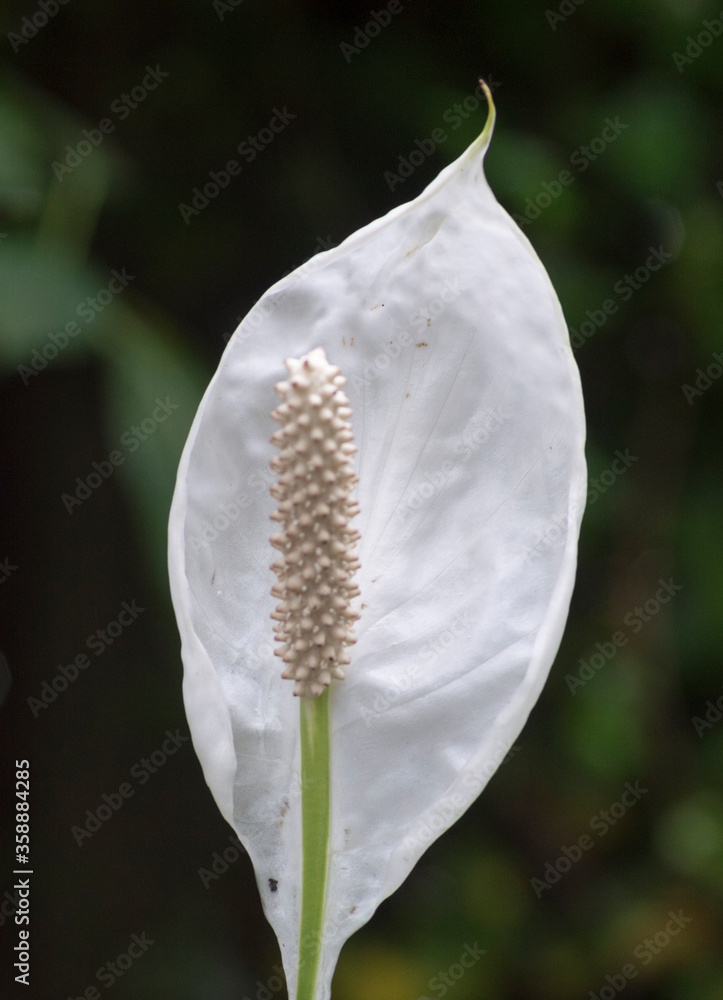 A White Flamingo Flower (Anthurium) A White Flamingo Flower (Anthurium)