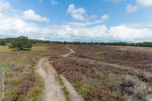 Heather landscape 