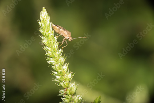 Bug on a flower © glenroy