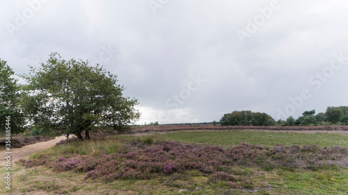 nature reserve Balloërveld, The Netherlands