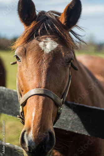 Horse Closeup