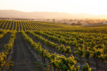 Foto auf Acrylglas Weingarten untergehende Sonne, die goldenes Licht über die Weinberge mit sanften Hügeln flutet?  © Dennis M. Swanson