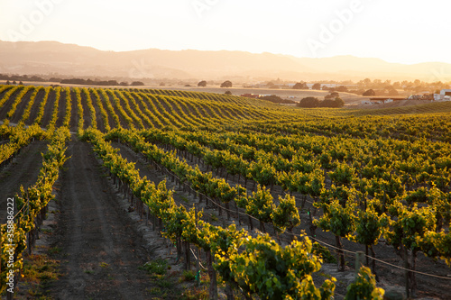 setting sun flooding golden light over vineyard countryside with rolling hills photo
