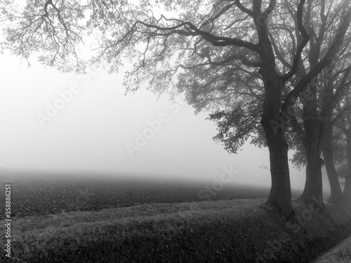 Black and White Landscapes of Overijssel in the mist, The Netherlands