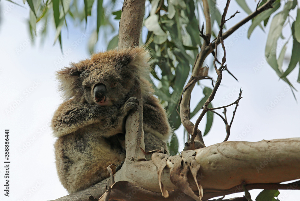 Fototapeta premium Fluffy Koala - Kenneth River, Victoria, Australia